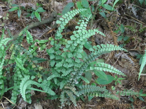 Lindsaea orbiculata iNat (3)