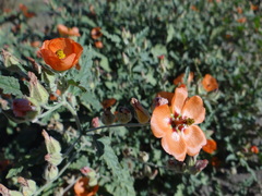 Sphaeralcea miniata