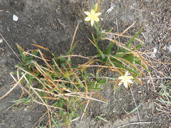 Hypoxis acuminata