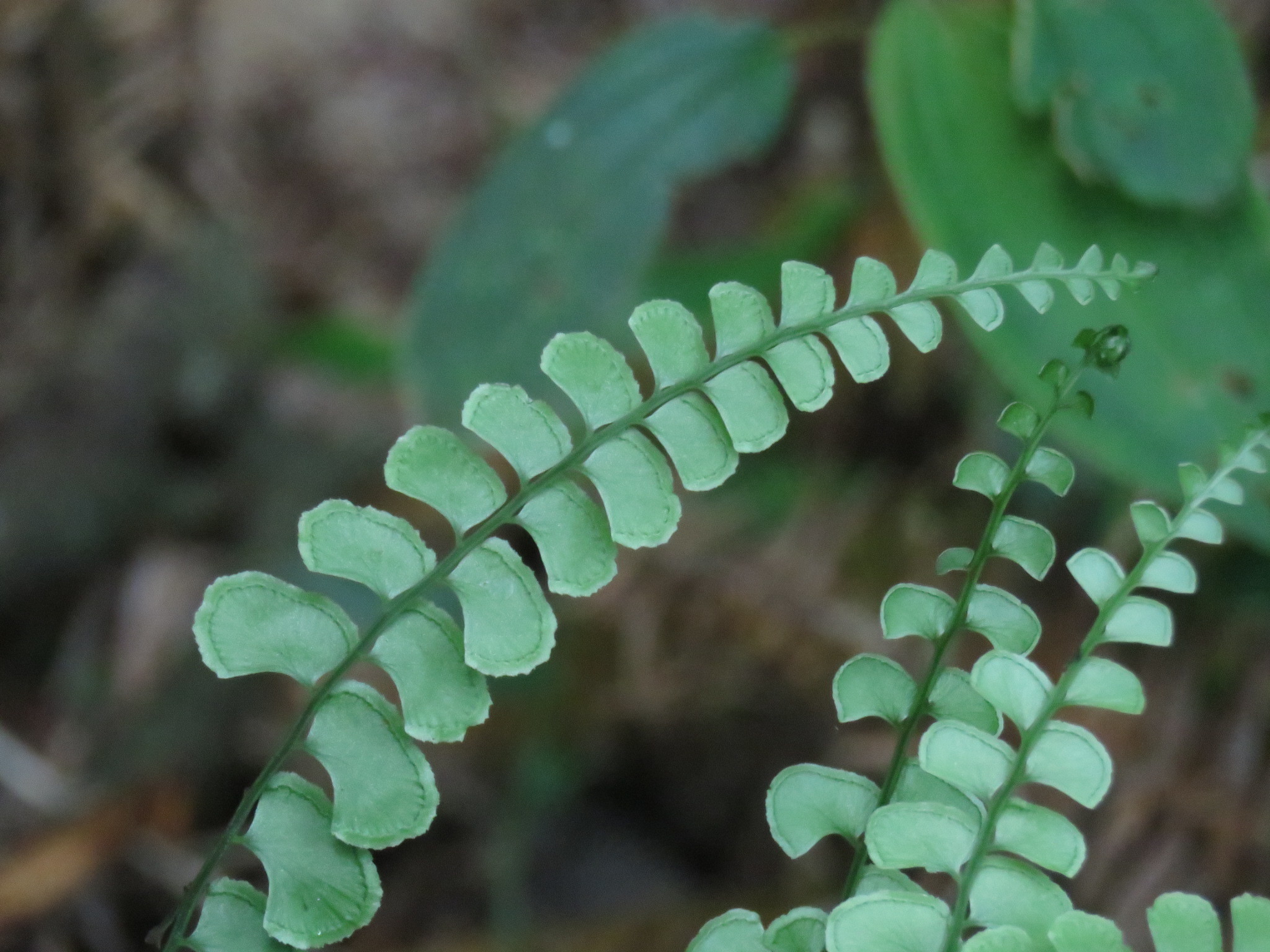 Lindsaeaceae