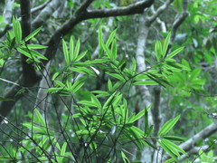 Podocarpus nakaii