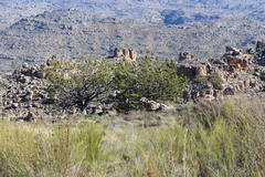 Widdringtonia wallichii