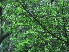 Podocarpus nakaii