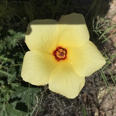 Hibiscus biseptus