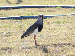 Vanellus chilensis