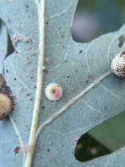 Neuroterus umbilicatus