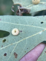 Neuroterus umbilicatus