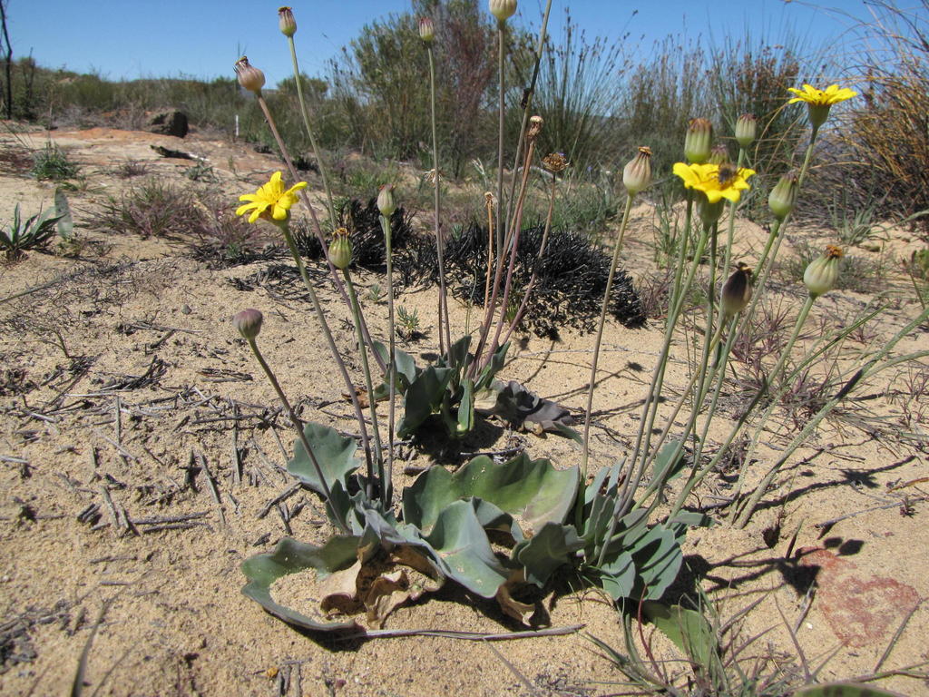 Stalked Babooncabbage