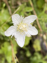 Parnassia cirrata intermedia