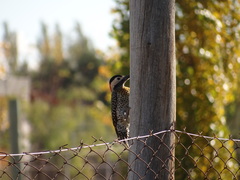 Colaptes melanochloros