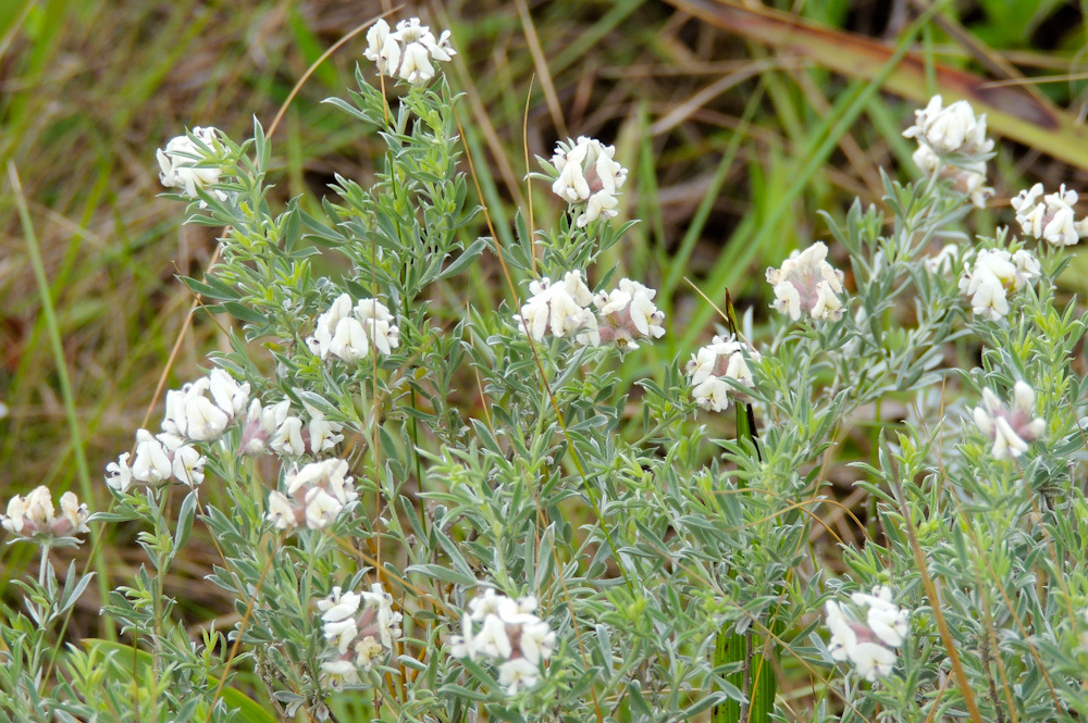Lotononis meyeri