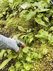 Parnassia cirrata intermedia