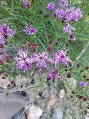 Vernonia lettermannii