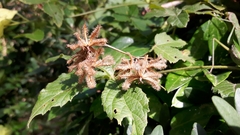 Dalechampia capensis