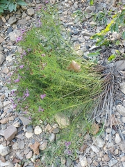 Vernonia lettermannii