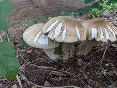 Macrocybe