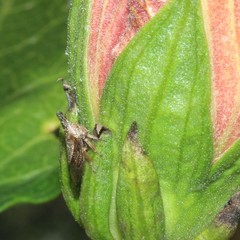 Aconophora compressa