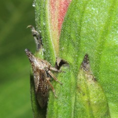 Aconophora compressa