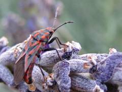 Spilostethus furcula