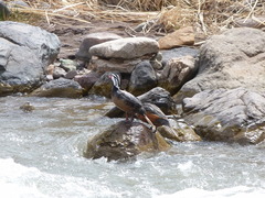 Merganetta armata armata