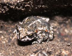 Capensibufo tradouwi