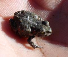 Capensibufo tradouwi