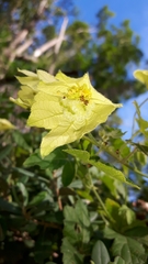 Dalechampia capensis