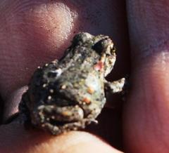 Capensibufo tradouwi