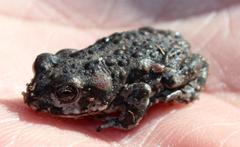 Capensibufo tradouwi