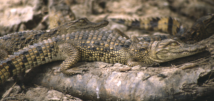 Cocodrilo del Desierto (Crocodylus suchus) · iNaturalist Ecuador