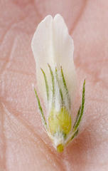 Aspalathus cephalotes cephalotes