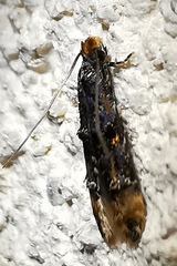 Stenoptinea cyaneimarmorella