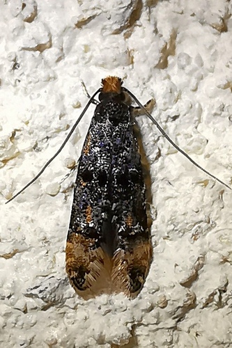 Stenoptinea cyaneimarmorella