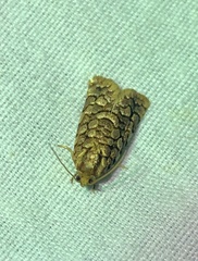 Choristoneura houstonana