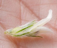 Aspalathus cephalotes cephalotes