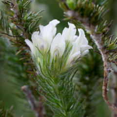 Aspalathus cephalotes cephalotes