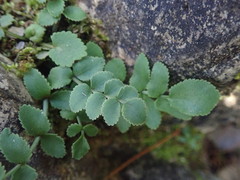 Gingidia haematitica
