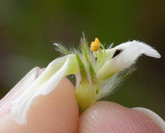 Aspalathus cephalotes cephalotes