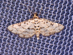 Hileithia rehamalis