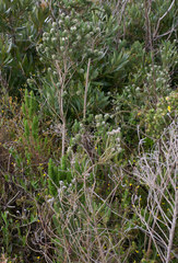 Aspalathus cephalotes cephalotes