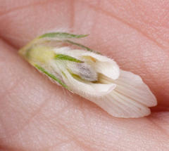 Aspalathus cephalotes cephalotes