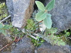 Gingidia haematitica