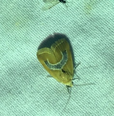Ponometia venustula
