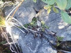 Senecio glaucophyllus
