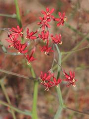 Codonorhiza micrantha