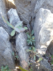 Senecio glaucophyllus
