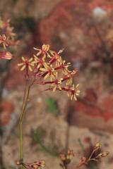 Codonorhiza micrantha