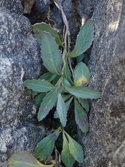 Senecio glaucophyllus