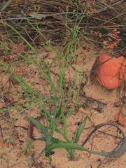 Codonorhiza micrantha