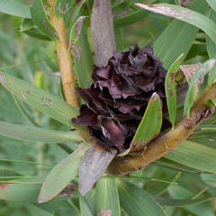 Leucadendron sessile